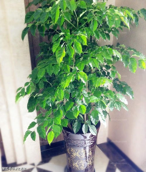 十大养不死的盆栽植物寓意好