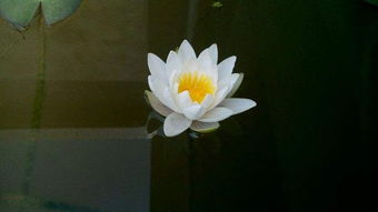莲子养出芽种到荷塘泥里,芽尖长出水面发黑了,还能活吗 