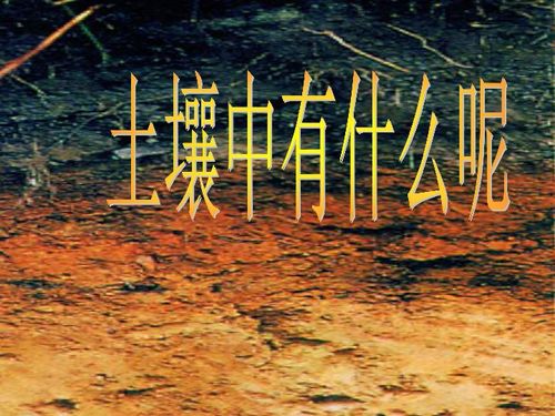 土壤上生活着哪些植物