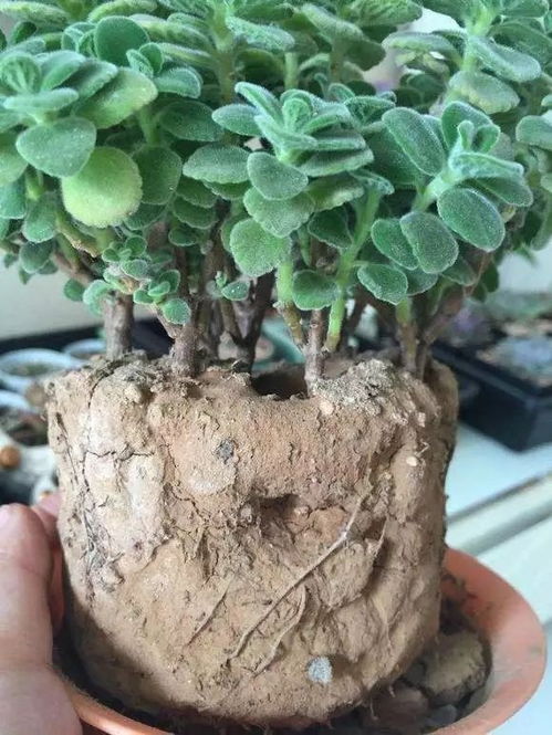 盆边挖个洞,埋上一点它,花猛蹿狂长,刹不住闸 搜狐科技 搜狐网 