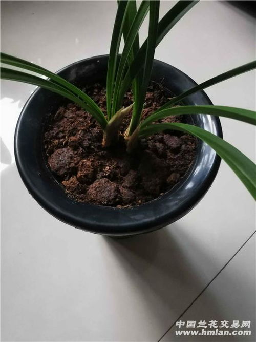 实验用泥炭土养兰花 