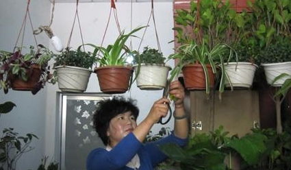 松针土与腐叶土哪个好