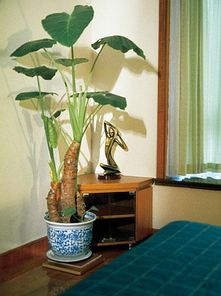 室内植物墙卧室设计装修效果图 