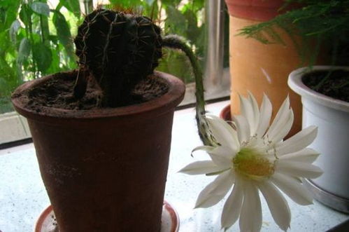 仙人柱开花 
