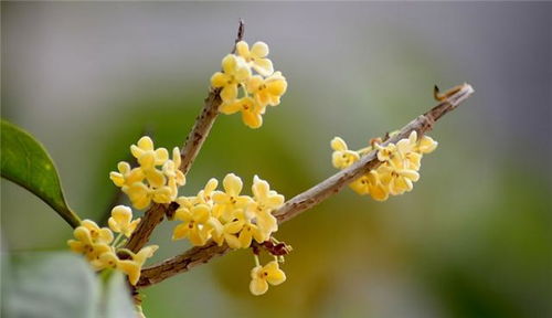 营养土可以种桂花吗