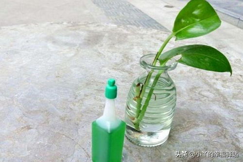 自制养花营养液