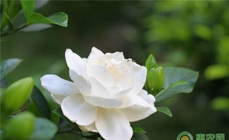 泥炭土加沙可以养栀子花吗