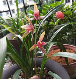 兰花植料加营养土好吗