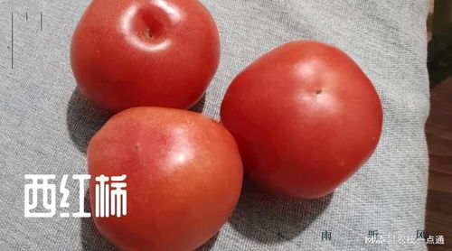 西红柿用草木灰种植好吗