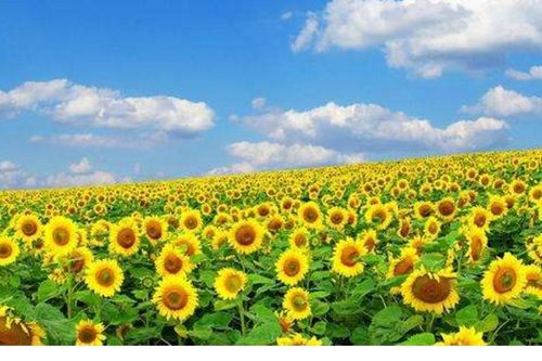 太阳花什么时候开 