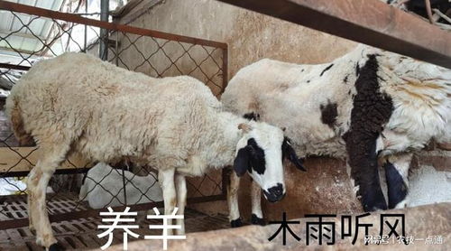 网上购买的羊粪可以直接施肥吗