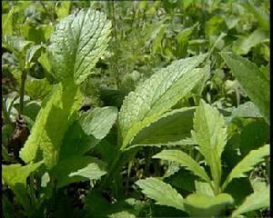 它原是野草,现在成了养生保健菜,现在种植正是时候,想了解吗
