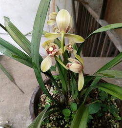 兰花用营养土种植可以吗