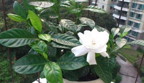 栀子花用什么土养殖好