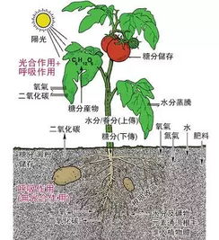 生长在土壤里的植物有哪些