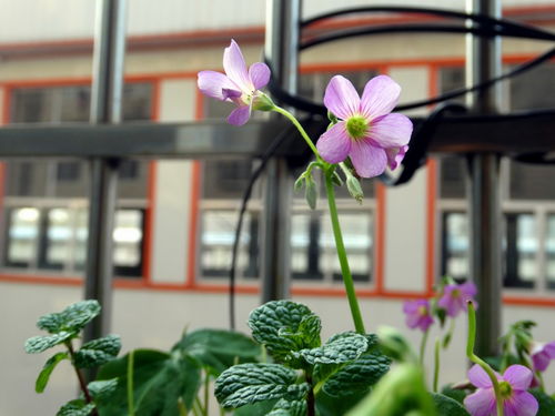 窗台盆花 