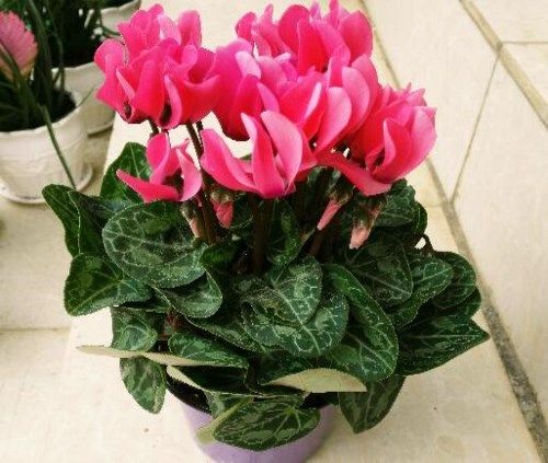昆明鲜花盆栽在哪里买 昆明鲜花批发价格行情 昆明四季 