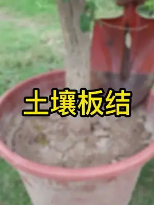 土壤活化剂,生根壮苗,不管是种树还是种菜养花都可以哦 种植小技巧 土壤活化剂 养花 花卉绿植 农业种植 家庭种植 