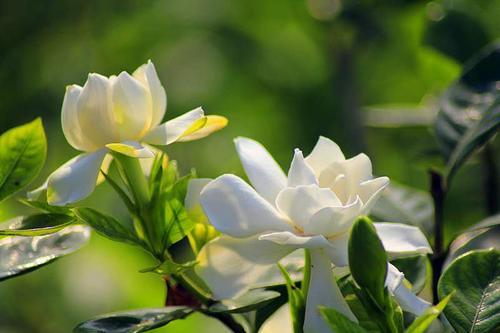 春天养花选这2种,多浇一点水,枝繁叶茂,花开满盆 栀子花 