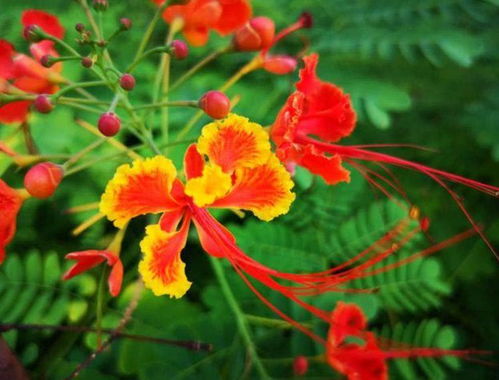 哪种花最香花期最长