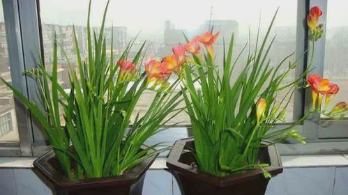 买的营养土可以直接种花吗