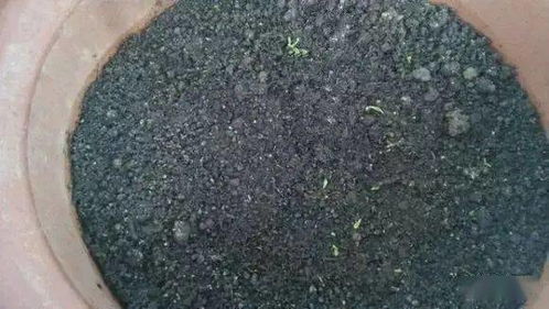 根全烂了别扔,这样做,分分钟把花救活
