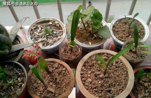 给花草上盆就像给孩子挑衣服,看这,弄懂怎么操作了吗