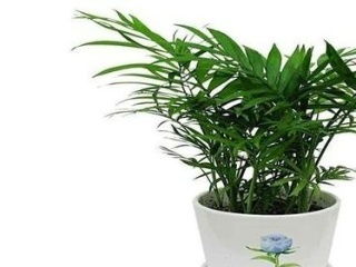 优惠券 十大品牌排行榜 哪个牌子好 元珍商城 