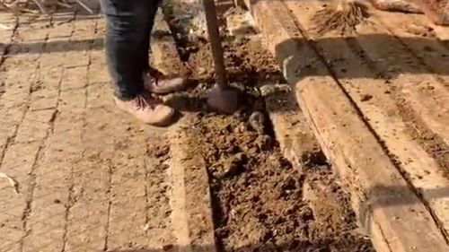 用牛粪制作蜂窝煤,难道不会被熏的中毒吗 为什么烧的时候就没有味道了 