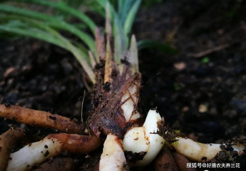 兰花使用多菌灵,是喷叶面好 还是灌根佳 兰友 还有第三种用法