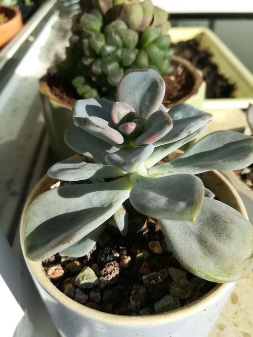这些多肉的养殖方法,就是大概都多久浇一次水,浇水的量以及每天需要的光照 