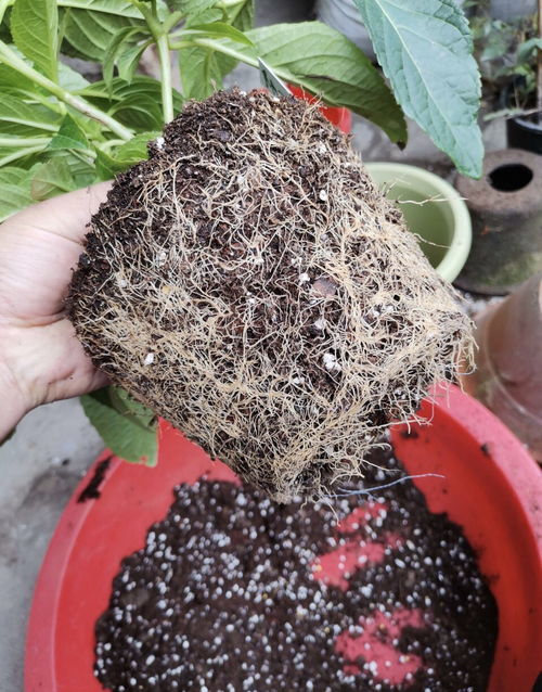 花盆里土少了怎么办