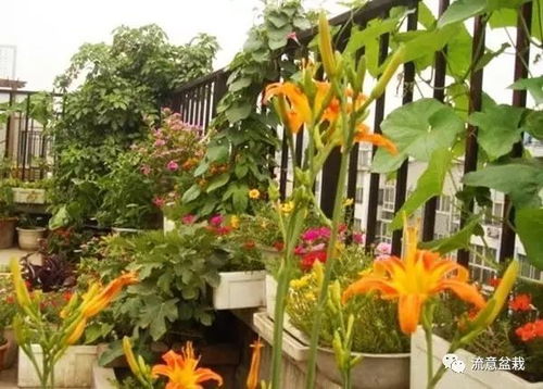 96 的花友死在不会给盆花浇水 
