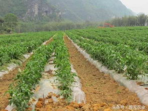 辣椒种植 地膜辣椒的高产种植技术 