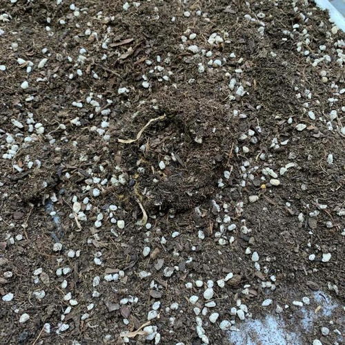 便宜又好用的配土,泥炭,椰糠,珍珠岩,万能养花土,好用 稻壳 泥炭土 空气湿度 网易订阅 