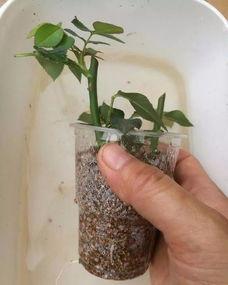 椰砖种花会生虫子吗