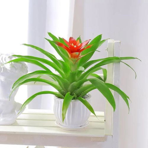 室内最旺宅的植物