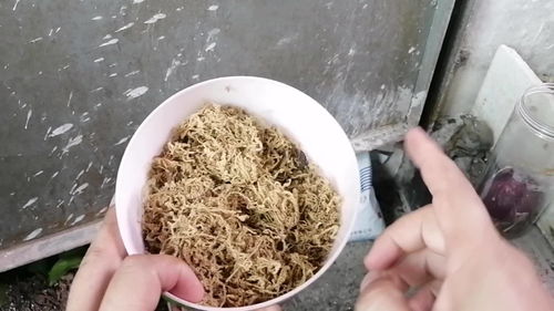 蛭石是什么东西