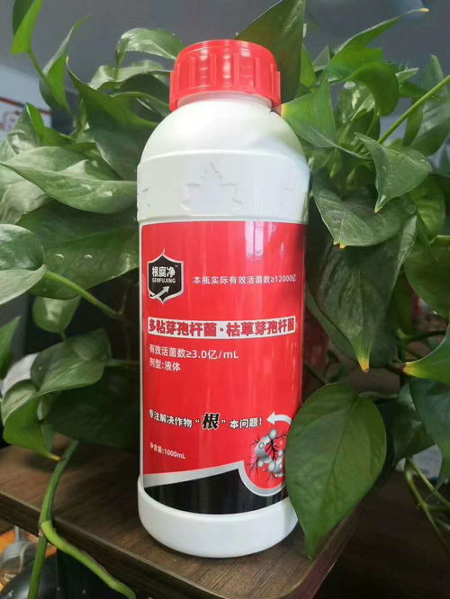 多菌灵灌根治疗根腐病