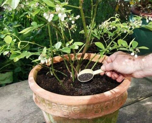 腐殖土种菜还要施肥吗