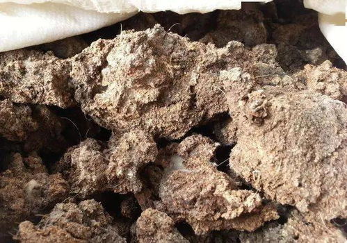 羊粪 牛粪 ,到底哪个更适合当肥料 粪肥 
