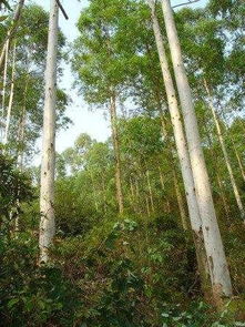 世界上最高的树,高度超50层楼,种子却比小米粒还小,我国已引进