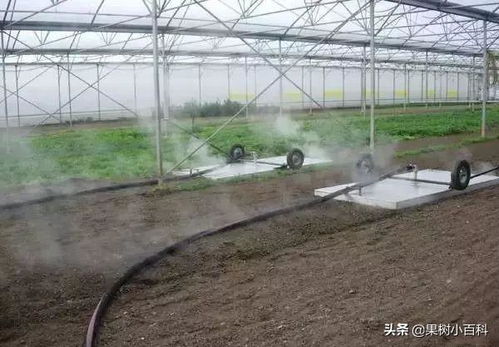 草莓大棚怎样利用高温进行土壤消毒 消毒杀菌药有哪些 