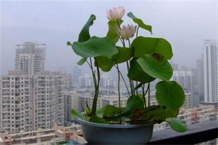 家里养什么植物不吉利 