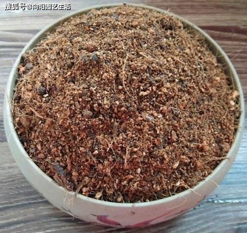 全营养土是不是容易烧根