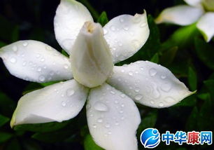 中药栀子花根的功效与作用 栀子花根的用法用量和禁忌注意 中华康网 