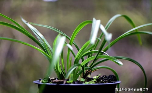 如何让磷酸二氢钾肥效翻倍 夏天养兰花的小技巧,非常简单实用