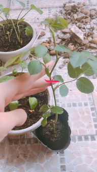 刚买的月季花小苗可以用营养土吗 老板说不可以用营养土,可以用园土,可我只有营养土 
