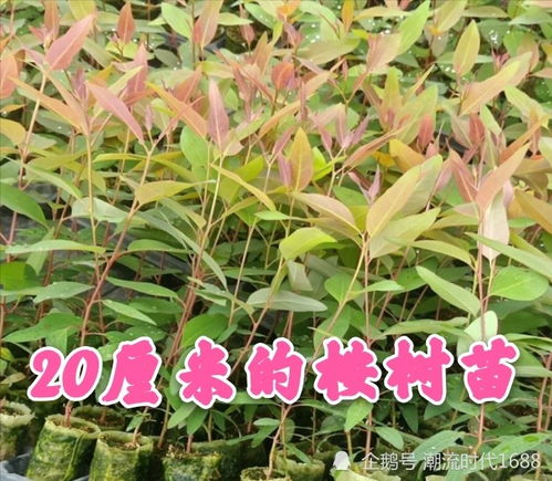 一年能长一米多至二米多高的桉树种植技术