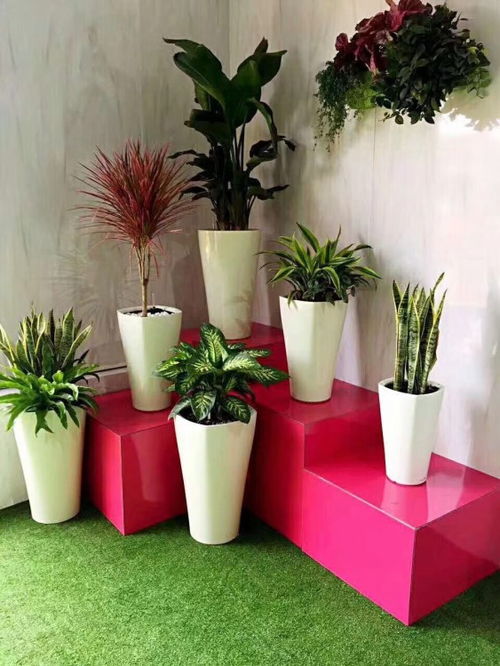 【盐田医院绿植租赁】- 黄页88网